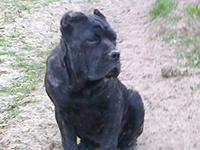 black cane corso italian mastiff